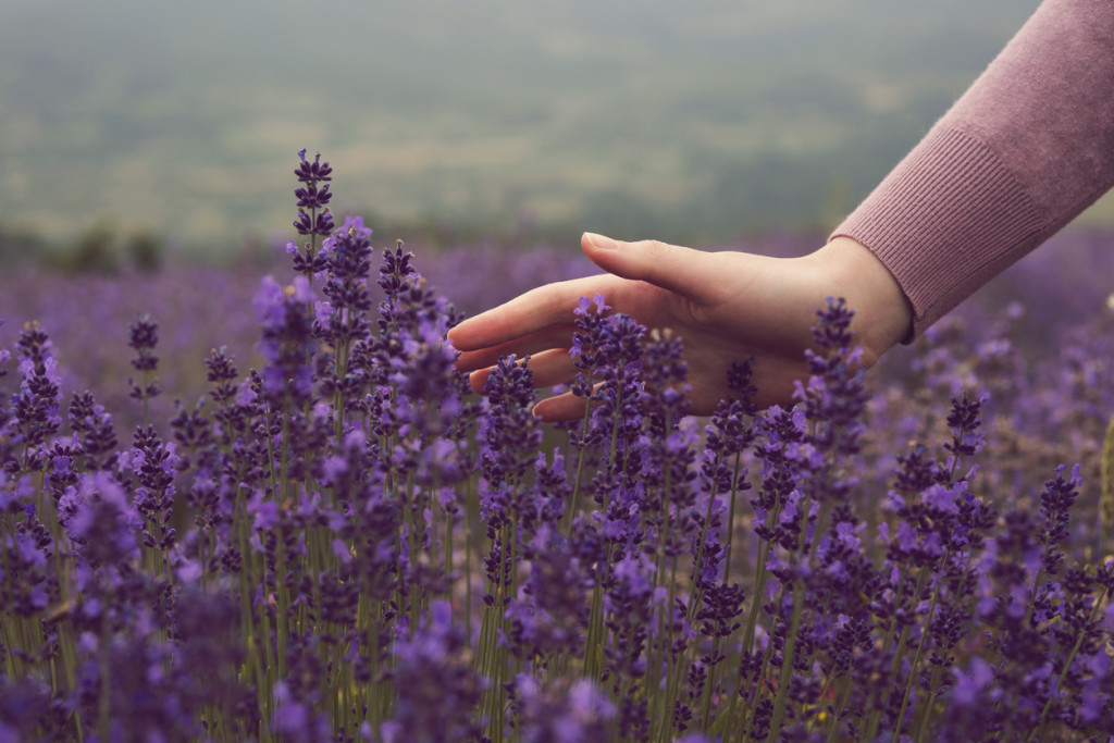 A hand of an unrecognizable woman touching lavender flowers