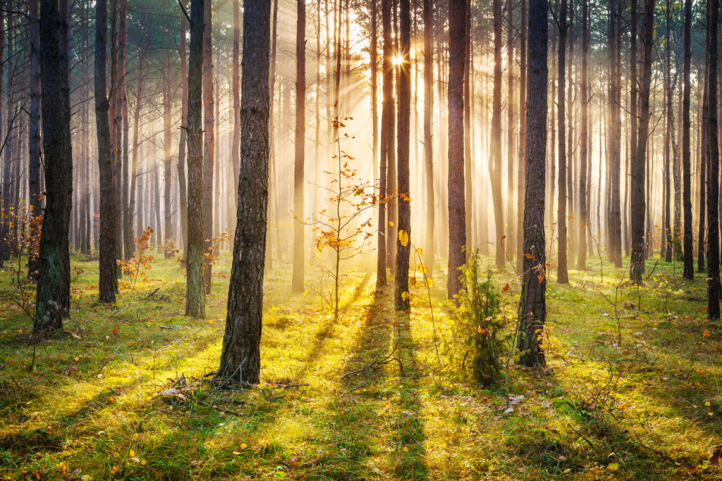 Morning Sun Rays Penetrating Forest