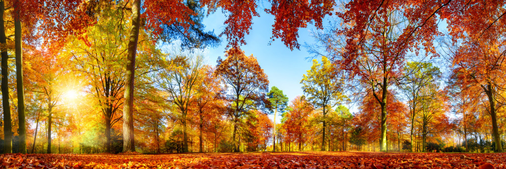 Colorful forest panorama in autumn