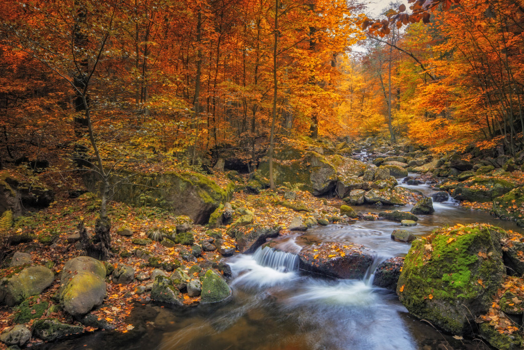 Stream in the Forest at autumn