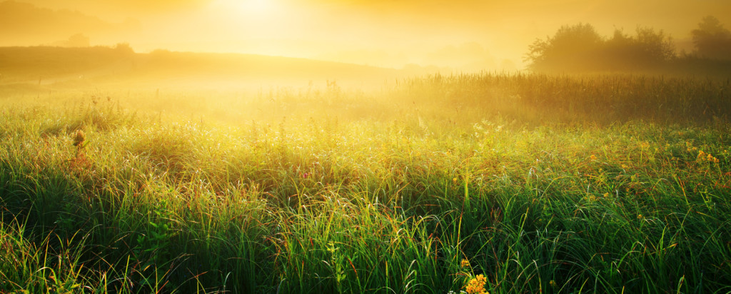 Colorful and Foggy Sunrise over Grassy Meadow - Landscape