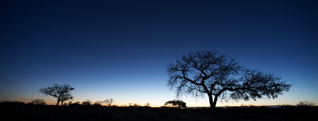 Trees silhouette at sunrise with cool blue and yellow color Botswana Southern Africa