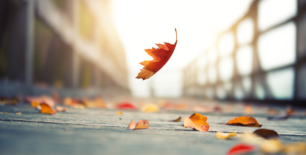 Idyllic autumn scene: Autumn leaf falling on wooden footpath by the lake.