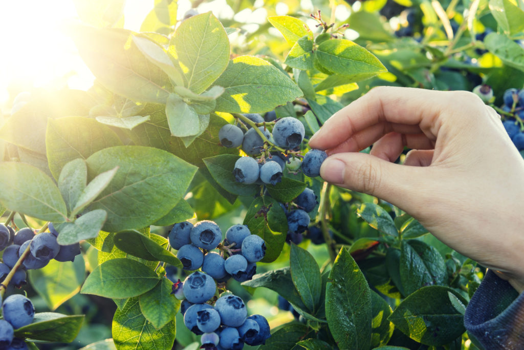 Blueberry picking in early morning