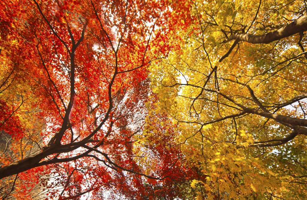 Looking straight up at orange and yellow fall Maple leaves