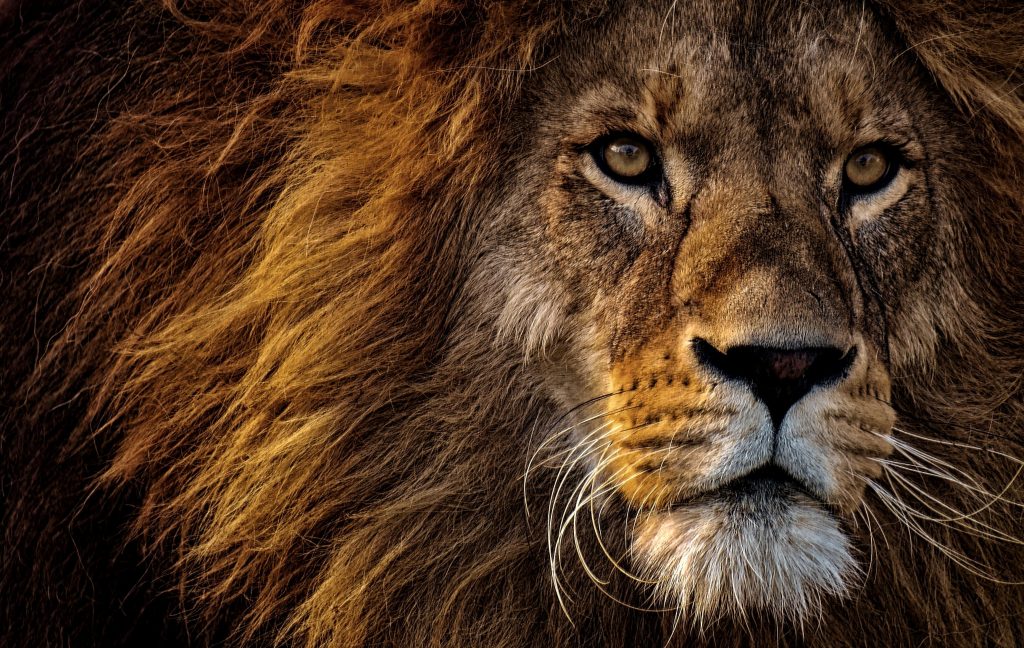 Lion, Predator, Dangerous, Mane, Big Cat, Male, Zoo