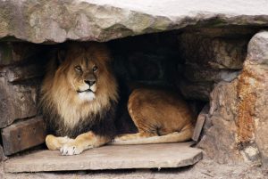 A male lion in its den