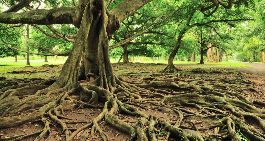 Majestic Tree with roots in the Royal Botanical Gardens in Sri Lanka