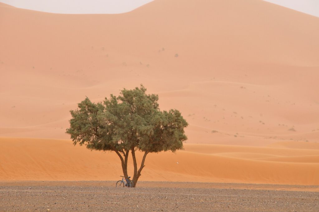A lone tree in the desert with a bike resting under it