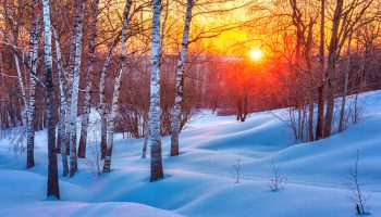 Colorful winter sunset in birch woods