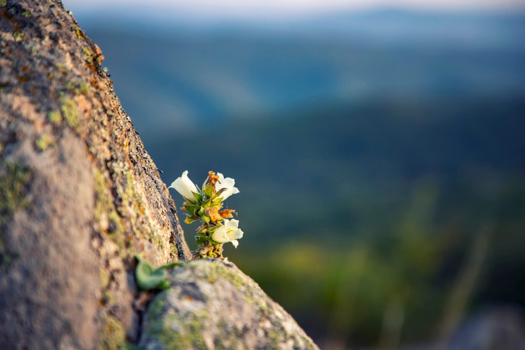 A small white flower is growing on the wall of ancient temple ruins despite the odds.