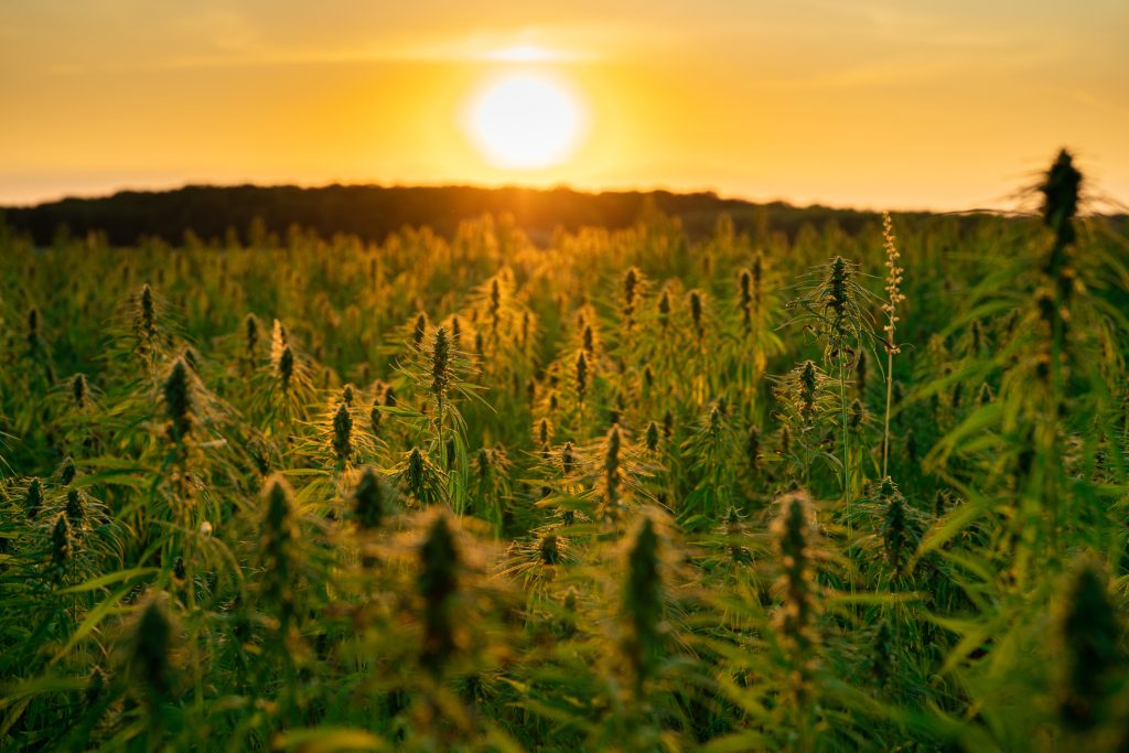 Industrial hemp/cannabis/marijuana farm plantation in sunset